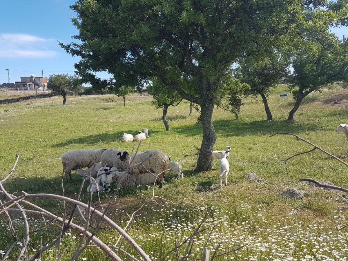 Pensjonat Alterna Koey Evi Ayvacik Zewnętrze zdjęcie